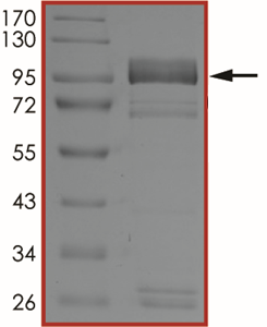 EGFR (K716A C797S L858R), Active